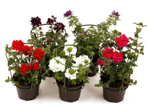 Verbena 12 cm