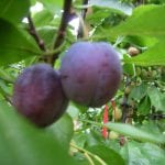 Frukttrær Prunus Domestica Opal - Plomme