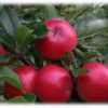 Frukttrær Malus Discovery - Eple