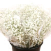 Bukett Gypsophilia