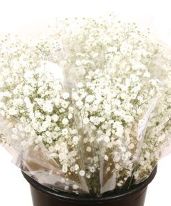 Bukett Gypsophilia