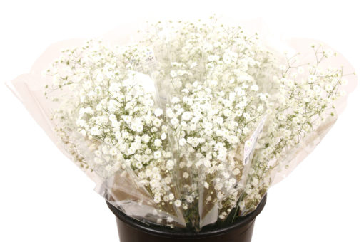 Bukett Gypsophilia