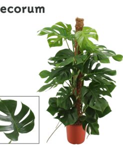 Monstera - Vindusblad 24 cm mosstok