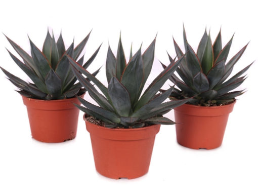 Agave 15 cm