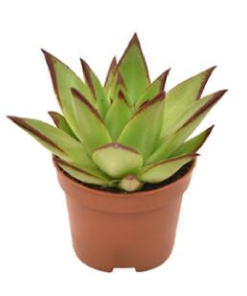 Echeveria - Roseurt Ebony mini