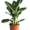 Dieffenbachia - Prikkblad  Green Magic 12 cm