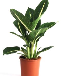 Dieffenbachia - Prikkblad  Green Magic 12 cm