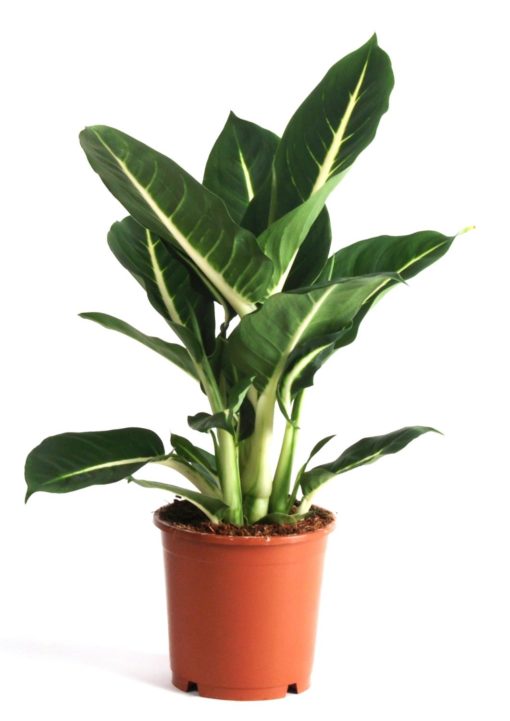 Dieffenbachia - Prikkblad  Green Magic 12 cm