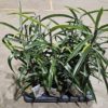 Ficus Binnendijkii - Bjørkefiken Alii 17 cm