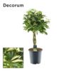 Schefflera Gold Capella - Paraplyplante 21 cm flettet