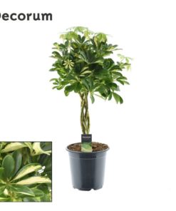 Schefflera Gold Capella - Paraplyplante 21 cm flettet