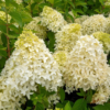 Hydrangea Paniculata - Syrenhortensia 19 cm