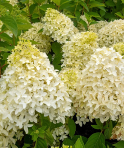 Hydrangea Paniculata - Syrenhortensia 19 cm