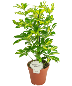 Schefflera - Paraplyplante Gerda 13 cm