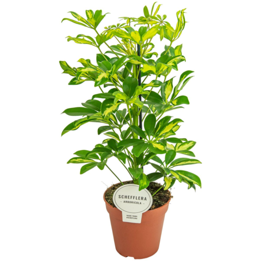 Schefflera - Paraplyplante Gerda 13 cm