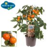 Pick & Joy - Cherry Tomat orange 14 cm