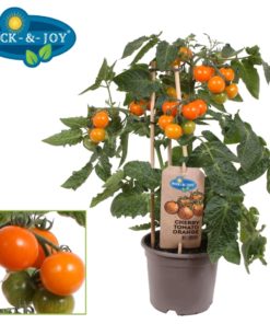 Pick & Joy - Cherry Tomat orange 14 cm
