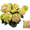 Hortensia Magical 23 cm