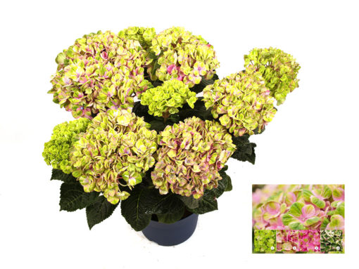 Hortensia Magical 23 cm