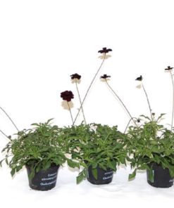 Cosmos 12 cm Chocolata