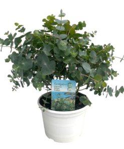Eucalyptus 19 cm