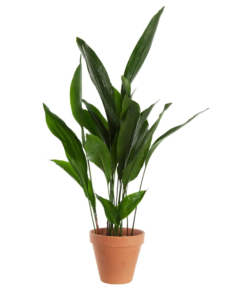 Aspidistra Elatior - Ungkarstrøst 17 cm