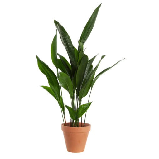 Aspidistra Elatior - Ungkarstrøst 17 cm