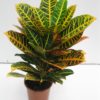 Codiaeum - Kroton 17 cm