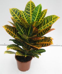 Codiaeum - Kroton 17 cm