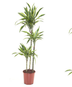 Dracaena Dermensis Lemon Line - Dragetre 24 cm