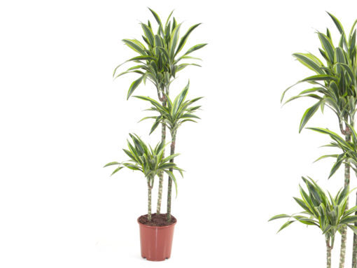 Dracaena Dermensis Lemon Line - Dragetre 24 cm