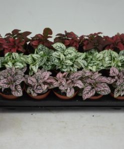 Hypoestes - Polkadot 8,5 cm