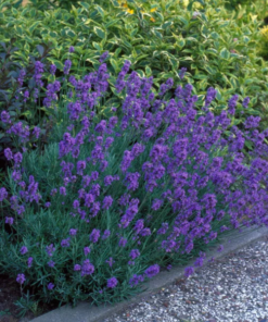 Lavendel Angustifolia Hidcote 4pk