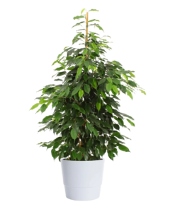 Ficus Benjamina Danielle - Bjørkefiken mix 27 cm