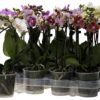 Orkide Phalaenopsis midi 9 cm