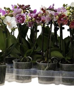 Orkide Phalaenopsis midi 9 cm