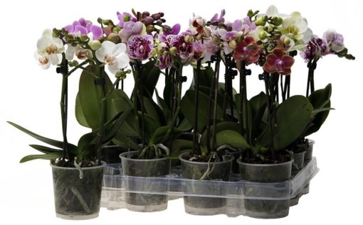 Orkide Phalaenopsis midi 9 cm