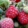 Rubus Idaeus Glen Ample -  Bringebær 17 cm