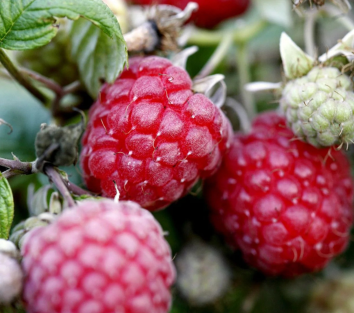 Rubus Idaeus Glen Ample -  Bringebær 17 cm