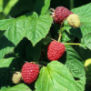 Rubus Idaeus Tulamagic- Bringebær 17 cm