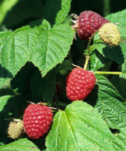 Rubus Idaeus Tulamagic- Bringebær 17 cm