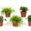 Rhipsalis - Koralkaktus 12 cm