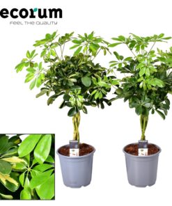 Schefflera Arboricola - Paraplyplante 21 cm flettet