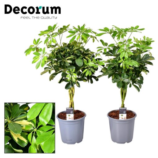 Schefflera Arboricola - Paraplyplante 21 cm flettet