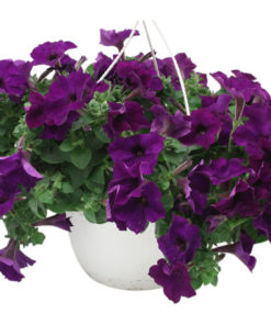 Ampel Superpetunia Storbl. 25 cm