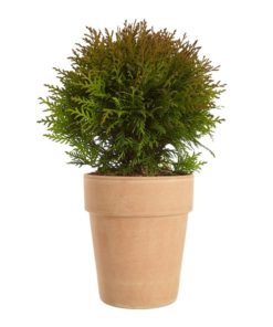 Thuja Danica - Kulethuja 19 cm