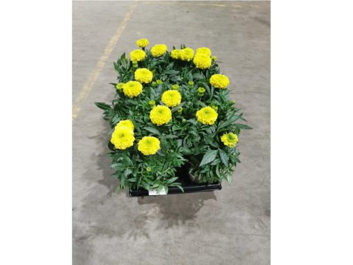 Tagetes - Fløyelsblomst storbl. 12 cm