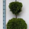 Thuja occidentalis Smaragd Trio Bol 29 cm