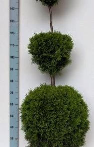 Thuja occidentalis Smaragd Trio Bol 29 cm