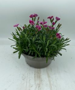 Dianthus - Hagenellik Estelle 17 cm